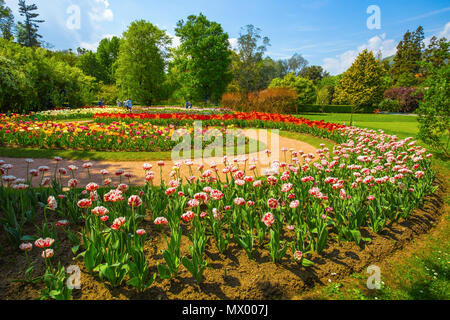 Belle diverses sortes de tulipes au jardin botanique de la Villa Taranto à Pallanza, Verbania, Italie. Banque D'Images