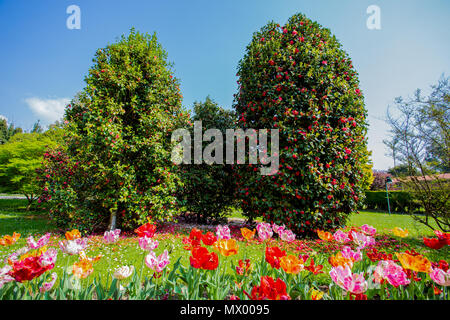 Belle diverses sortes de tulipes au jardin botanique de la Villa Taranto à Pallanza, Verbania, Italie. Banque D'Images