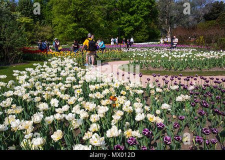 Belle diverses sortes de tulipes au jardin botanique de la Villa Taranto à Pallanza, Verbania, Italie. Banque D'Images