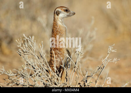 Meerkat alerte (Suricata suricatta) montent la garde, désert du Kalahari, Afrique du Sud Banque D'Images