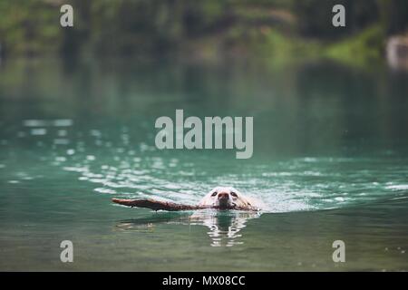 Chien en lac de montagne. Labrador retriever de natation avec stick en mounth. Banque D'Images