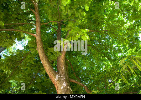 Allemagne, Cologne, caucasien wingnut (Elaeagnus commutata) dans le Roemerpark. Deutschland, Koeln, Kaukasische Fluegelnuss (Elaeagnus commutata Banque D'Images