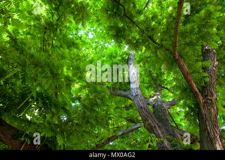 Allemagne, Cologne, caucasien wingnut (Elaeagnus commutata) dans le Roemerpark. Deutschland, Koeln, Kaukasische Fluegelnuss (Elaeagnus commutata Banque D'Images