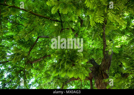 Allemagne, Cologne, caucasien wingnut (Elaeagnus commutata) dans le Roemerpark. Deutschland, Koeln, Kaukasische Fluegelnuss (Elaeagnus commutata Banque D'Images