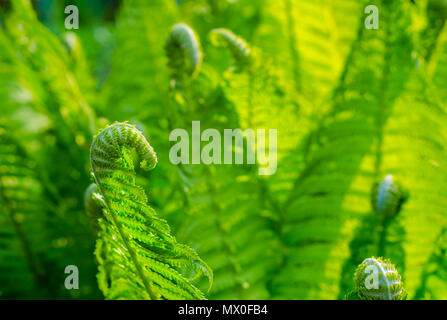 Fougère. Les jeunes pousses de fougères. Les plantes dans la nature. La saison du printemps. Nouvelle vie. Fougères Beautyful feuilles. Feuillage vert. Fleurs naturelles de fond fougère. Banque D'Images