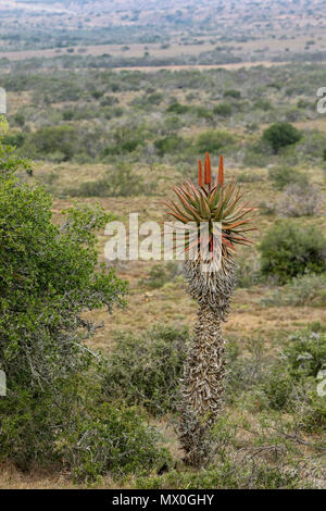 Aloès du cap Rouge avec fleurs et de fynbos dans le paysage, l'Addo Elephant National Park, Eastern Cape, Afrique du Sud Banque D'Images