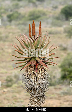 Aloès du cap Rouge avec fleurs et de fynbos dans le paysage, l'Addo Elephant National Park, Eastern Cape, Afrique du Sud Banque D'Images