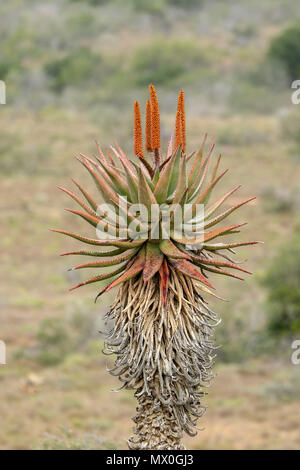 Aloès du cap Rouge avec fleurs et de fynbos dans le paysage, l'Addo Elephant National Park, Eastern Cape, Afrique du Sud Banque D'Images