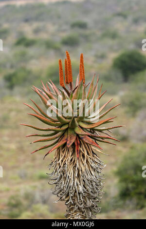 Aloès du cap Rouge avec fleurs et de fynbos dans le paysage, l'Addo Elephant National Park, Eastern Cape, Afrique du Sud Banque D'Images