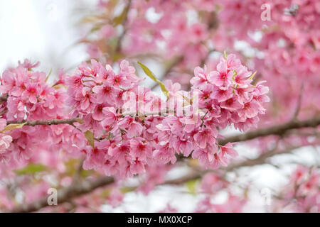 Belle himalayen sauvage Fleurs de cerisier (Prunus cerasoides) en Thaïlande, Rose fleurs de Sakura sur les hautes montagnes, selective focus Banque D'Images