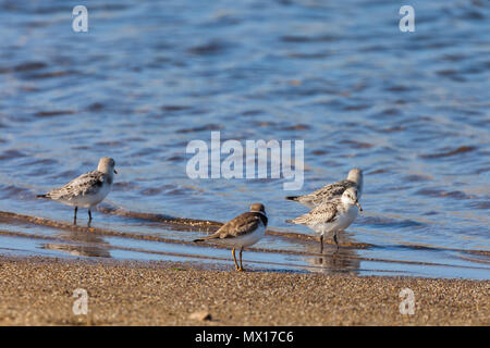 Bécasseau sanderling (Calidris alba) et d'un pluvier kildir (Charadrius vociferus) au Point Reyes National Seashore, California, United States. Banque D'Images