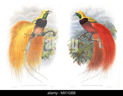 . Anglais : Deux images partiellement restauré de John Gould, publication phare, les oiseaux de l'Asie. 1835. William Matthew Hart 322 John Gould &AMP ; William Matthew Hart - Oiseaux de paradis des oiseaux d'Asie Banque D'Images