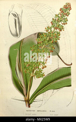 441 Nepenthes ampullaria - Flore des serres et des jardin de l'Europe (1845) Banque D'Images