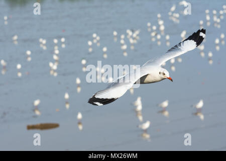 Mouette blanche voler seul sur son groupe sur la mer Banque D'Images