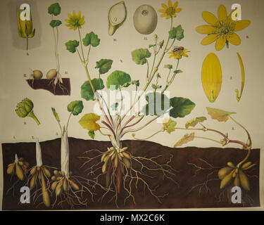 . English : Planche d'illustration de Schmeils Botanische Wandtafeln Anatomische Reihe . 17 avril 2014, 08:11:24. Walter Heubach 547 Schmeils Botanische Wandtafeln 02 Banque D'Images