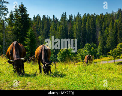 Vaches grasses paissant sur une prairie entre la forêt d'épinettes. joli paysage rural des Carpates Banque D'Images