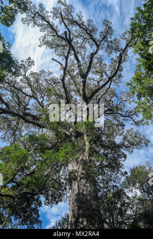 Ancien Grand arbre dans la forêt nationale de Tsitsikamma, sur la Garden route, le sud du Cap, Afrique du Sud, Banque D'Images