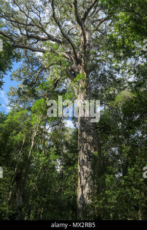 Ancien Grand arbre dans la forêt nationale de Tsitsikamma, sur la Garden route, le sud du Cap, Afrique du Sud, Banque D'Images