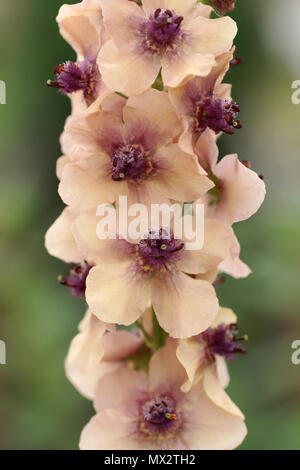 Verbascum 'Southern Charm' Banque D'Images