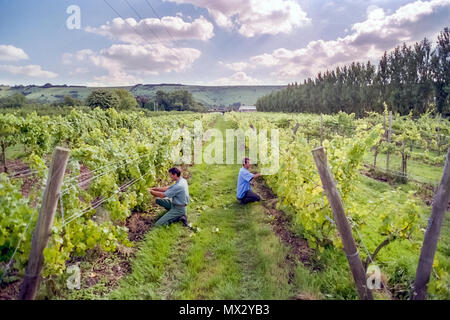 Élève et tuteur de viniculture au Collège agricole de Plumpton Banque D'Images