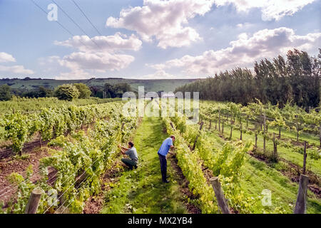 Élève et tuteur de viniculture au Collège agricole de Plumpton Banque D'Images