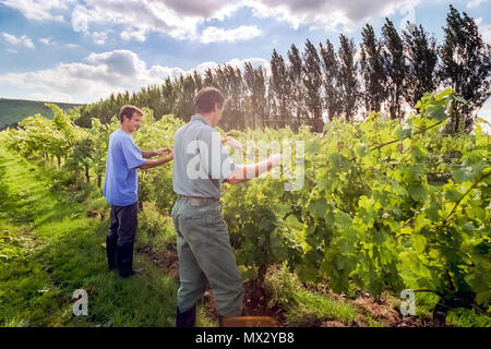 Élève et tuteur de viniculture au Collège agricole de Plumpton Banque D'Images