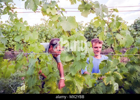 Élève et tuteur de viniculture au Collège agricole de Plumpton Banque D'Images