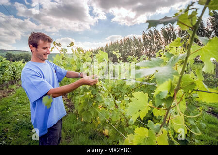 Élève et tuteur de viniculture au Collège agricole de Plumpton Banque D'Images