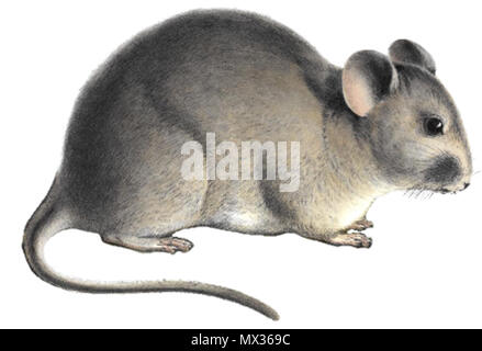 . Anglais : Abrocoma bennettii . 1836. La zoologie du voyage de H.M.S. Abrocoma bennettii Beagle 24 fond blanc Banque D'Images