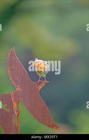 European robin (Erithacus rubecula aux abords) dans un jardin anglais, l'Angleterre, Royaume-Uni Banque D'Images