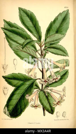 . Illustration de l'Alseuosmia macrophylla . 1887. Joseph Dalton Hooker (1817-1911) 40 Alseuosmia macrophylla Banque D'Images