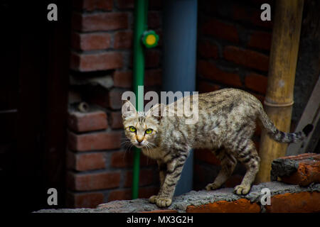 Le regard de chat Banque D'Images