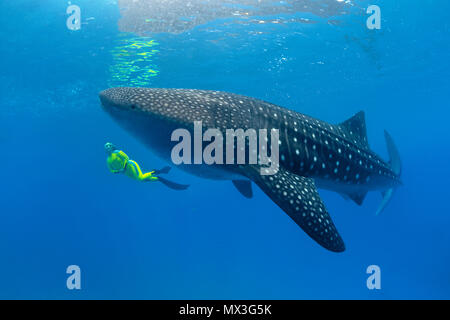 Comparatif de taille, plongeur et requin-baleine (Rhincodon typus), plus gros poisson du monde, Ari Atoll, Maldives, l'Asie Banque D'Images