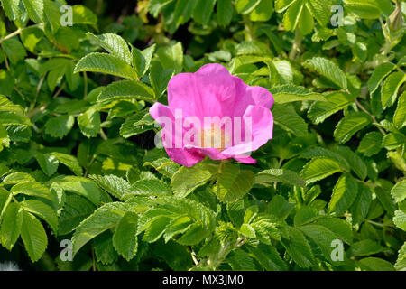 Rose - Rosa rugosa Japonais naturalisé sur dunes à Somerset Banque D'Images