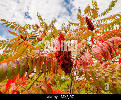 Grandes fleurs et feuilles de sumac rouge en automne. Banque D'Images