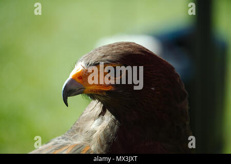 Portrait d'un côté un Harris hawk montrant le profil de la tête et oiseaux bec crochu. Banque D'Images