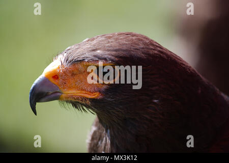 Portrait d'un côté un Harris hawk à gauche montrant le profil de la tête et oiseaux bec crochu. Banque D'Images