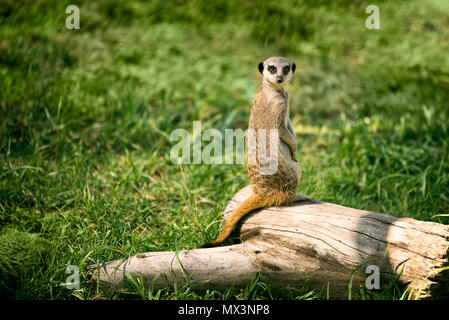 Un meerkat sur une montre dans un pré et à la recherche à l'appareil photo. Banque D'Images