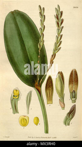 . Illustration de Acianthera saurocephala (syn. Pleurothallis Pleurothallis saurocephalus saurocephala, en toutes lettres) . 1830. W. J. H. ( = William Jackson Hooker) (1817-1892) del., Swan sc. 25 Acianthera saurocephala saurocephalus (comme Pleurothallis) - Curtis' 57 (N.-É.) 4) pl. 3030 (1830) Banque D'Images