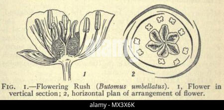 . Anglais : Butomus. Illustration à partir de 1911, l'Encyclopedia Britannica article Alismaceae. 1911. Public domainPublic domainfalsefalse Cette image provient de la 12e édition de l'encyclopédie Britannica ou plus tôt. L'auteur de ce livre ont écoulé aux États-Unis parce que le livre a été publié pour la première fois aux États-Unis avec la publication survenus avant le 1er janvier 1923. En tant que telle, cette image est dans le domaine public aux États-Unis. 38 Alismaceae 2 Banque D'Images