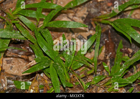 Bullet Ant dans la Forêt Amazonienne Banque D'Images