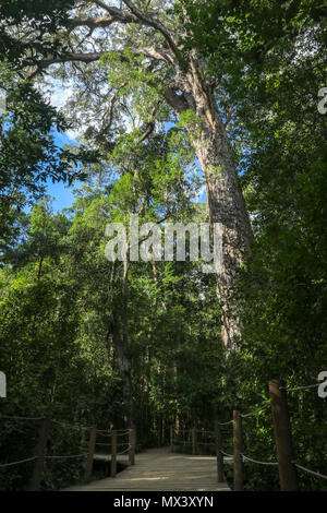 Le Grand Arbre, grand arbre, sur l'Tsitsikamma, garden route, South Africa Banque D'Images