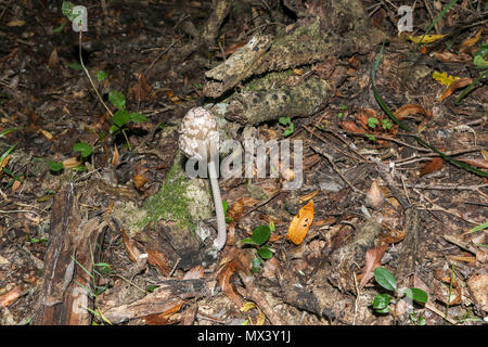 Petit champignon sur rameau tombé près de grand arbre dans le parc national de Tsitsikamma, garden route zone de protection, Western Cape, Afrique du Sud Banque D'Images