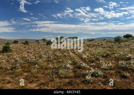 Plantes Succulentes dans le paysage semi-aride de l'Addo Elephant National Park, Eastern Cape, Afrique du Sud Banque D'Images