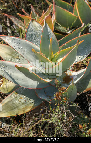 Close up of aloe rosette dans l'Addo Elephant National Park, Eastern Cape, Afrique du Sud Banque D'Images