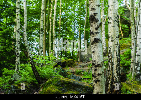 Bouleau arbres croissant sur une colline rocheuse Banque D'Images