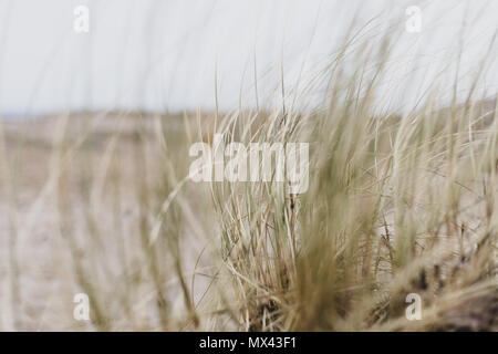Dunes par la mer sur une côte danoise. Banque D'Images