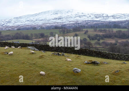 Paysage près de neige isolées de moutons du Parc National de Snowdonia, le Pays de Galles Banque D'Images