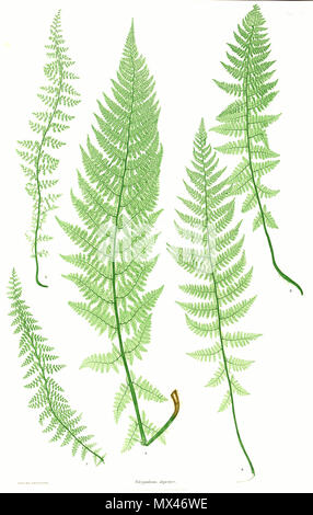 . La plaque du livre . 1857. par Thomas Moore ; édité par John Lindley ; nature-imprimé par Henry Bradbury. 61 Athyrium distentifolium Moore7 Banque D'Images