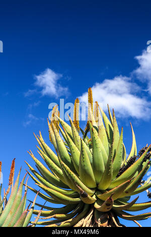 Paysage avec aloès amer en fleur dans l'Addo Elephant National Park , Eastern Cape, Afrique du Sud Banque D'Images